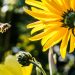 yellow petaled flower with black yellow bee during daytime focus photography